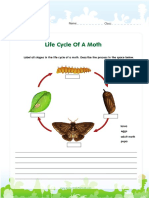Moth Life Cycle
