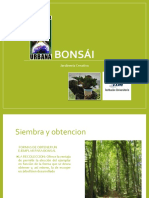 BONSAI 1.pdf