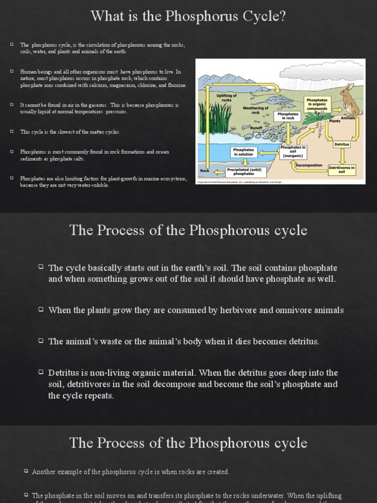 Understanding the Phosphorus Cycle | PDF | Phosphate | Soil