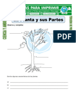 PlantasPartesCaracteristicas