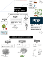 CM Primaria. Plantas.pdf