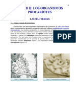 ESTRUCTURA DE PROCARIONTES