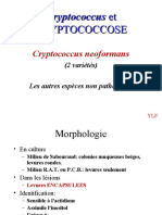 cryptococcus