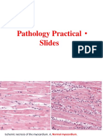 1378964557.863Practical Pathology PDF