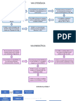 Inmuno presentacion de antigenos.pptx