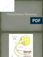 Dermatomas y Miotomas