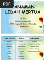 Download TANAMAN lidah mertua by Presticilla SN48091640 doc pdf