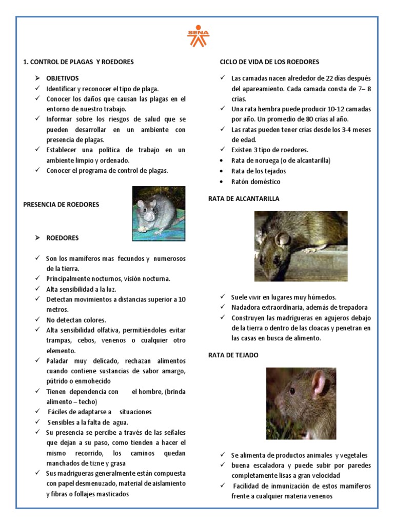 Cómo eliminar plagas de ratones?, Solución y tratamientos para la  prevención el control y eliminación de las plagas de ratones