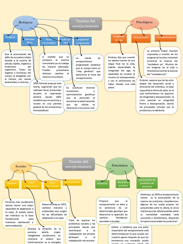 Mapa Conceptual Teorias Del Envejecimiento PDF Envejecimiento