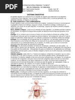 Sistema Digestivo