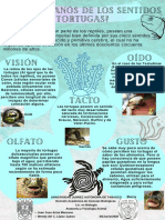 Infografía de Los Sentidos de La Tortuga