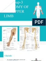 Upper Limb Bones and Muscles