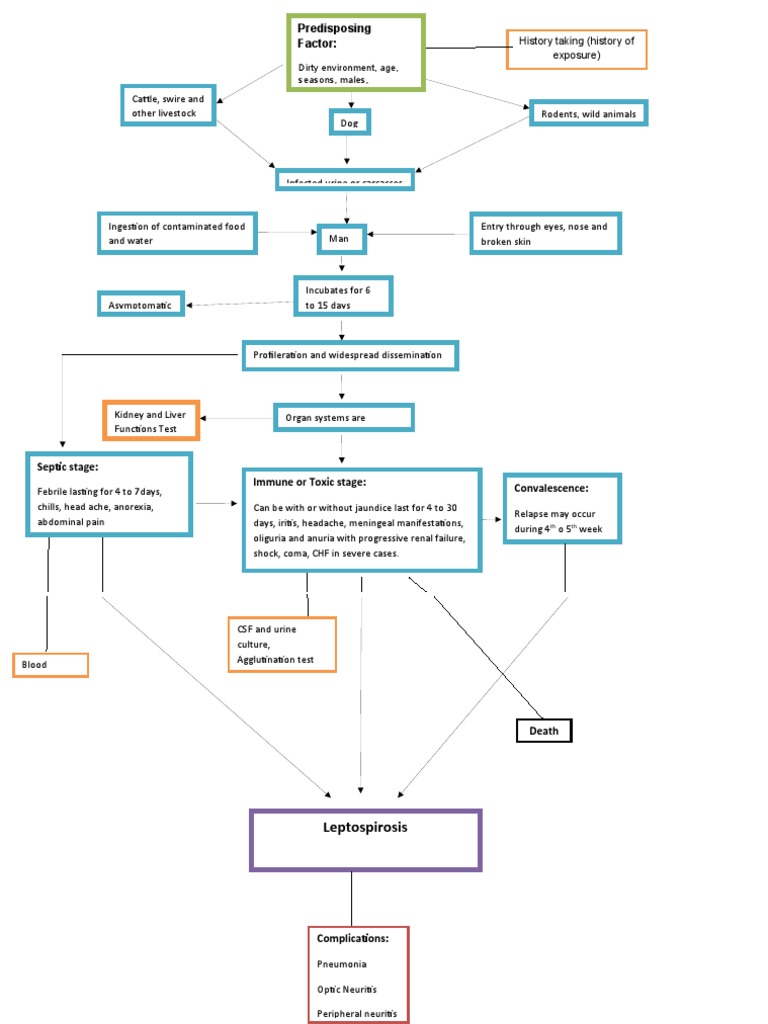 pathophysiology of leptospirosis and dengue fever