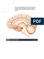 3-Dibujo Encefalo 16-03-2020 PDF