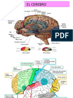 Tema 2 NEUROCIENCIAS