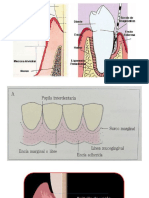 Presentación1 periodonto