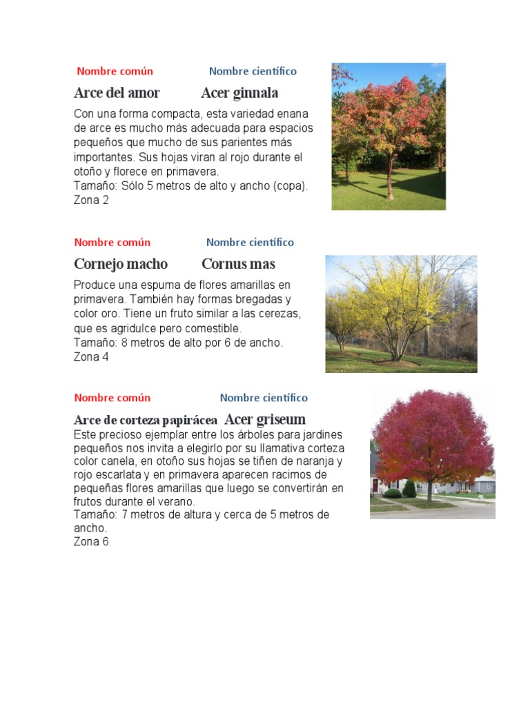 Como Podar Una Palmera Para Que No Crezca En Altura Arce Del Amor | PDF | Planta de casa | Plantas