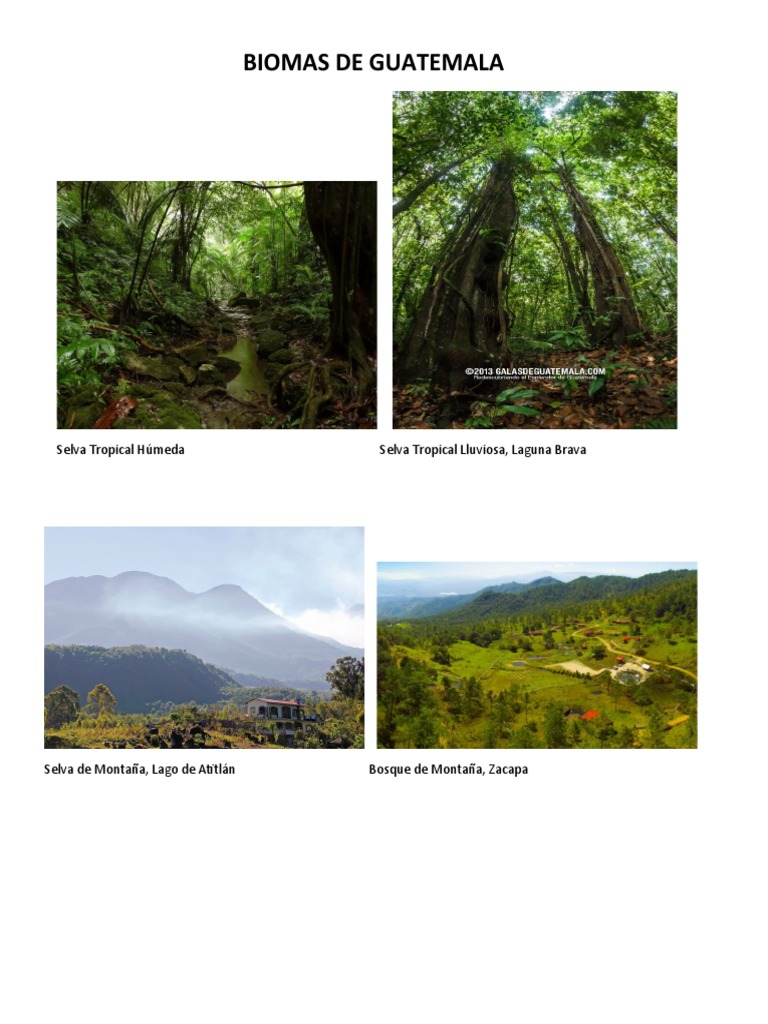 Biomas de Guatemala | PDF
