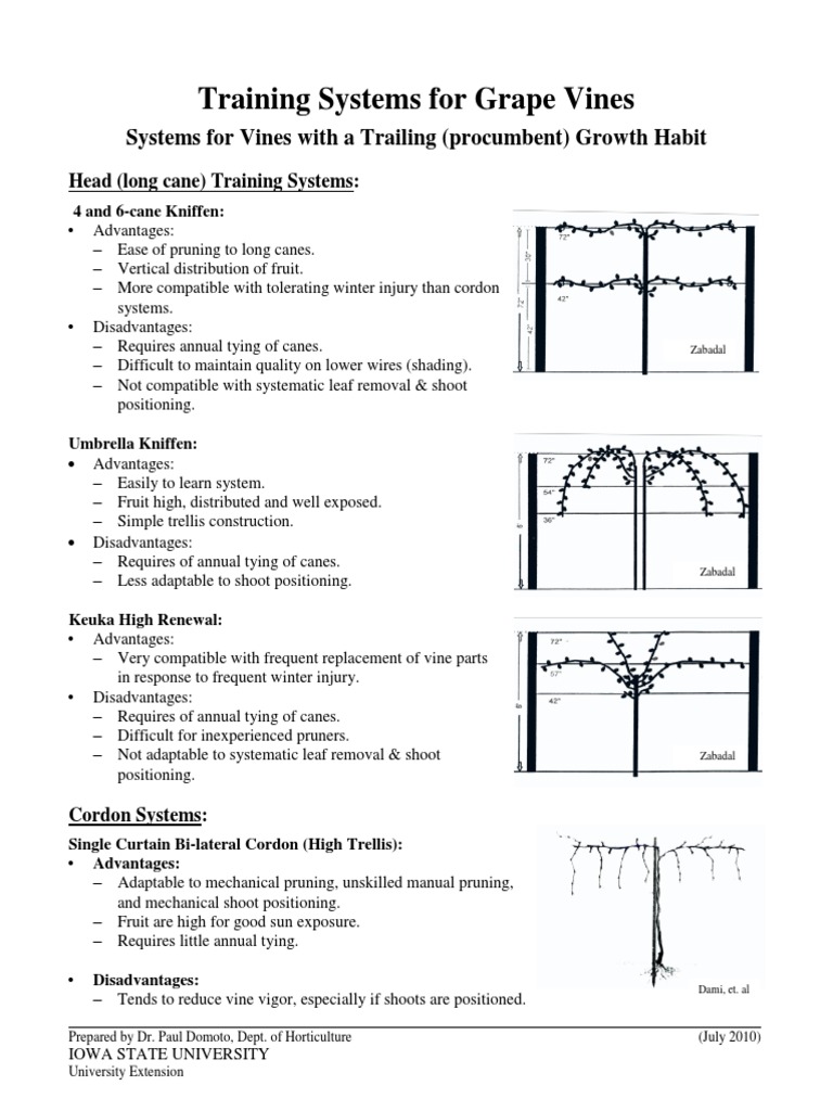Grape Vine Training Systems Overview | PDF | Vitis | Botany
