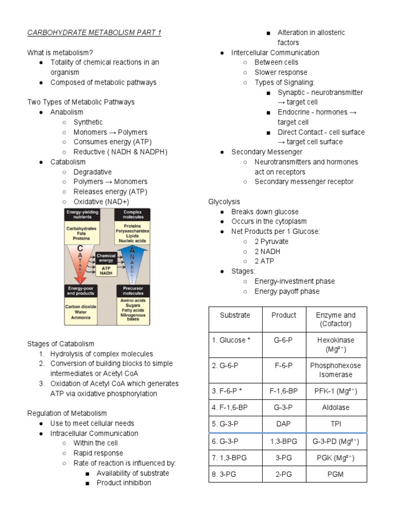 Overview of Carbohydrate Metabolism | PDF | Citric Acid Cycle | Diet ...