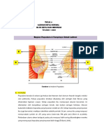 Anatomi Payudara dan Laktasi