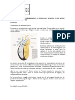 El Cuerpo Humano Trabajando