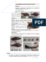 Informe de Observación Macroscópica