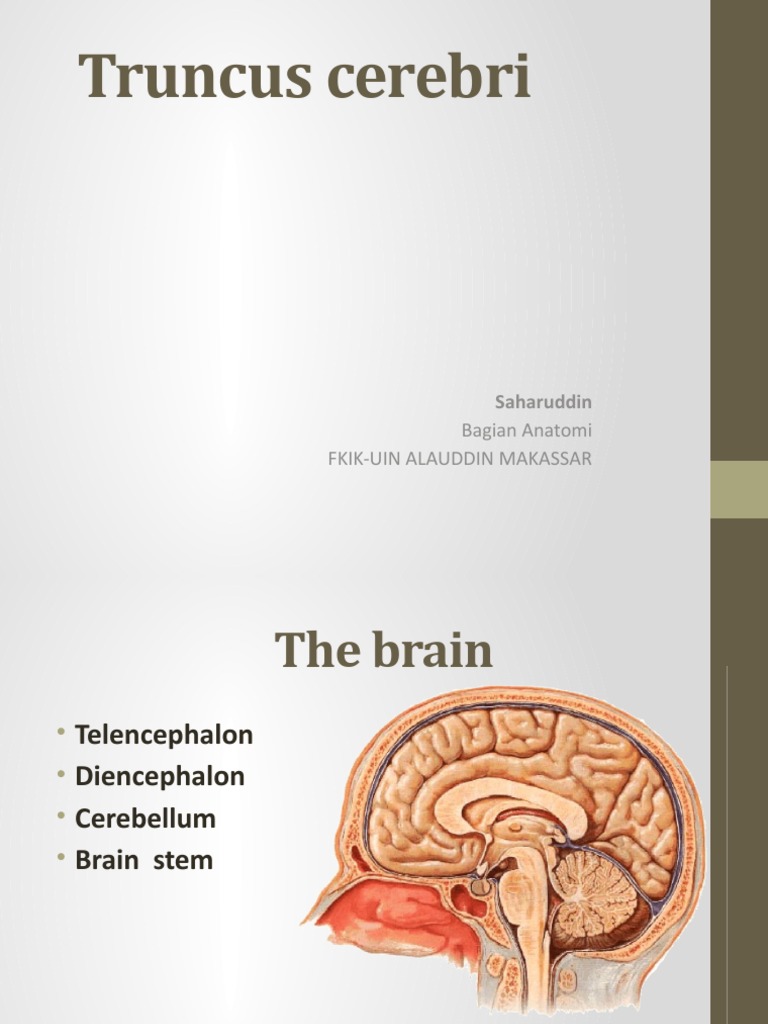 Truncus Cerebri: Bagian Anatomi Fkik-Uin Alauddin Makassar | PDF ...
