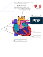 Anatomia Sistemului Circulator La Om-Fișa de Autoevaluare PDF