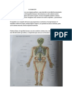 El esqueleto humano: estructura, funciones y partes