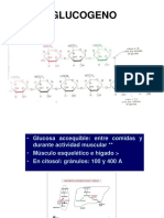 GLUCÓGENO-degradación-Pr PDF