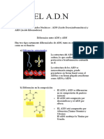 EL a.D.N. Existen 2 Tipos de Acidos Nucleicos - ADN (Acido Desoxirribonucleico) y ARN (Acido Ribonucleico) Diferencias Entre ADN y ARN