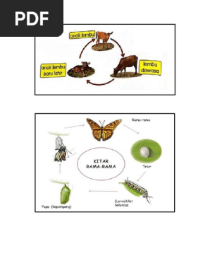 Kitar Hidup Rama2 Dan Lembu Pdf