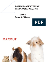 Pokok Bahasan Marmut