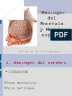 meninges1