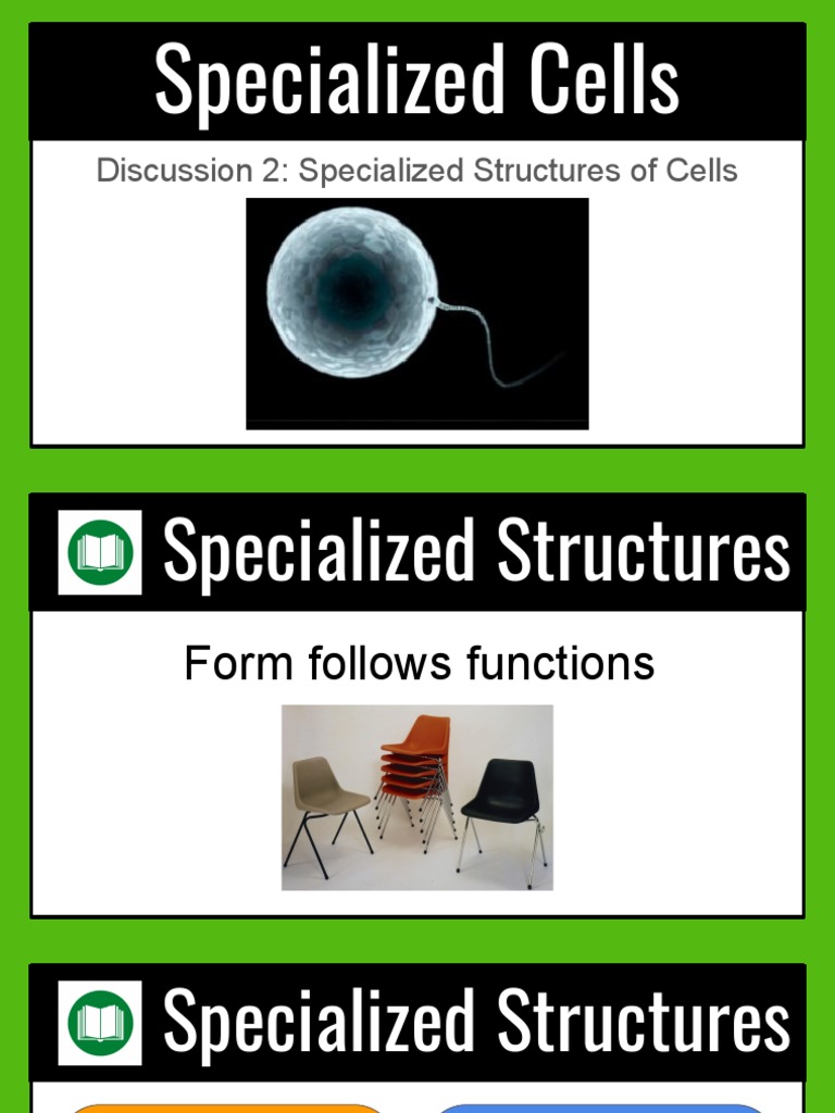 Lesson 2. Specialized Structures PDF Cell (Biology) Chloroplast