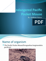 The Endangered Pacific Pocket Mouse