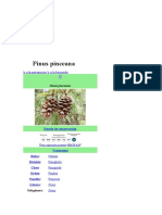 Pinus Pinceana