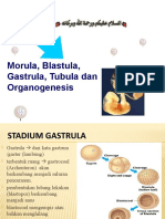 Gastrula, Tubula Dan Organogenesis