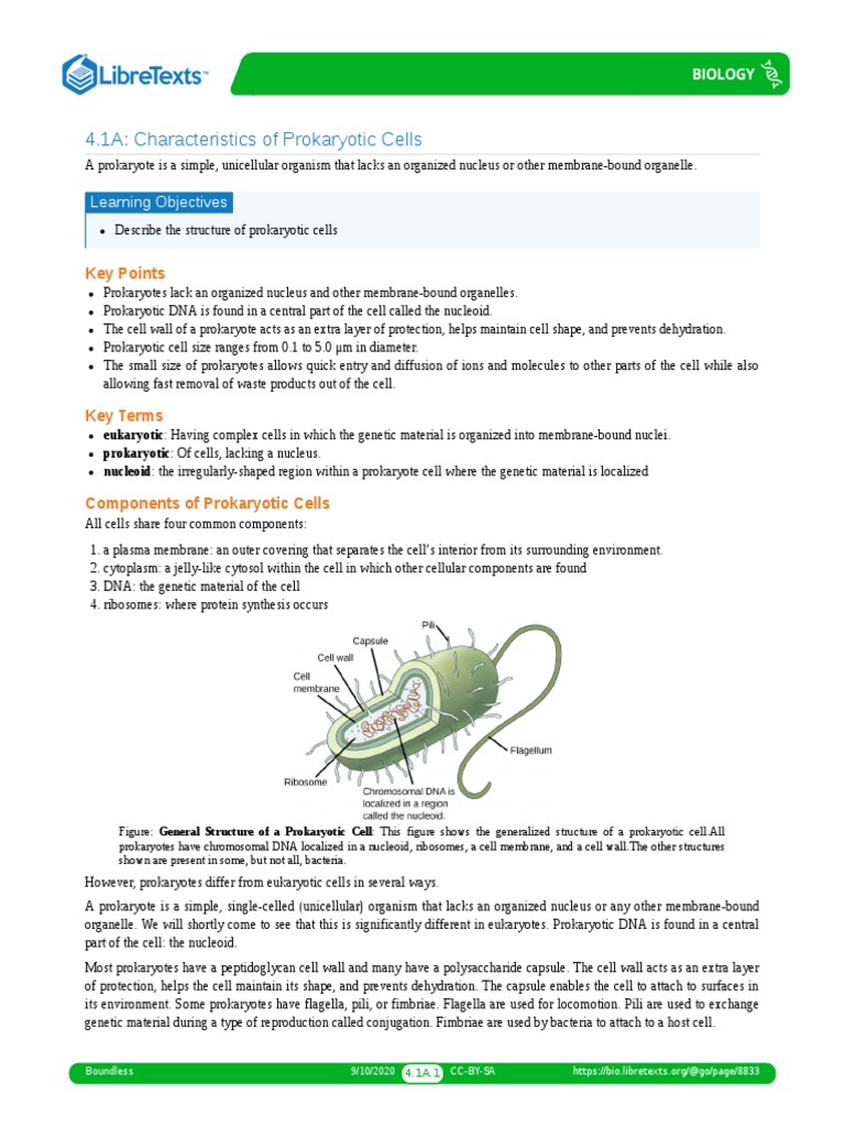 Characteristics - of - Prokaryotic - Cells PDF | PDF