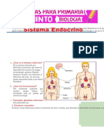 Sistema Endocrino para Quinto de Primaria PDF