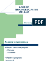 Ascaris Lumbricoides 2
