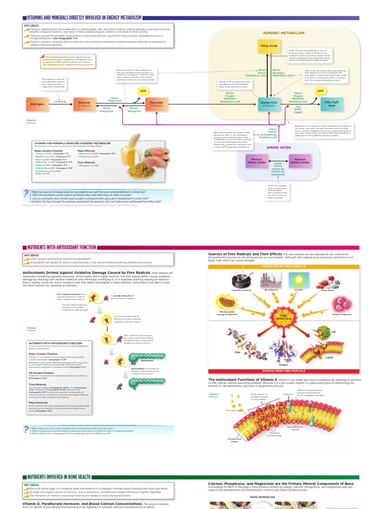 Vitamins and Minerals Directly Involved in Energy Metabolism | Download ...