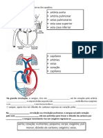 sistema circulatrio.pdf