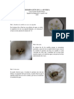 Germinación de Arveja Tiusabá