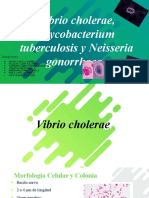 Presentación Bacteriología Equipo 2 (Corregida) (3).pptx