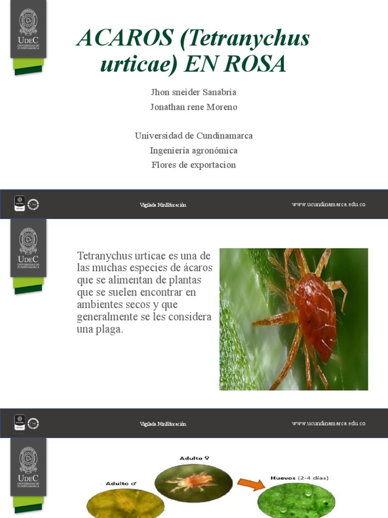 Acaros en Rosa Final | PDF | Organismos | Plantas