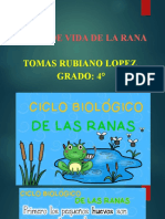 Ciclo de Vida de Las Ranas