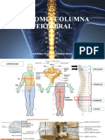 Anatomia CV