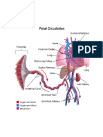 Fetal Circulation